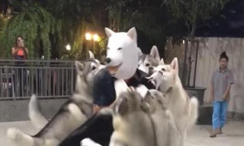 Haskiji navalili na maskiranog vlasnika