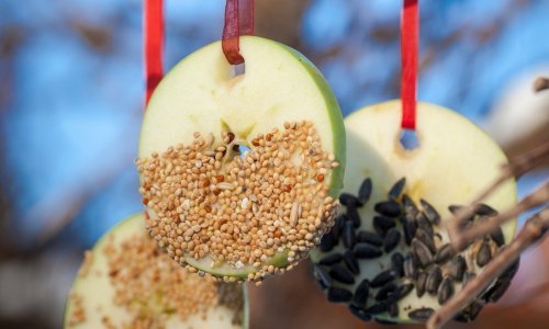 Uljepšajte svoj vrt i istovremeno usrećite ptičice