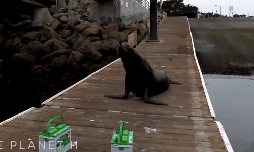 Morski lav zarobio snimatelje dokumentarca
