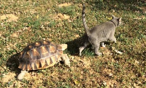 Luda kornjača Bob nerazdvojna je od svog najboljeg prijatelja mačka Luckyja