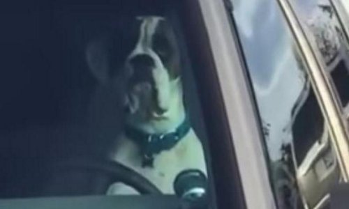 Koje je zlatno pravilo u vezi ljubimaca? Ne ostavljajte ih same u automobilu!