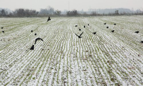 Snijeg zabijelio Osijek i Vukovar, ali i Brač