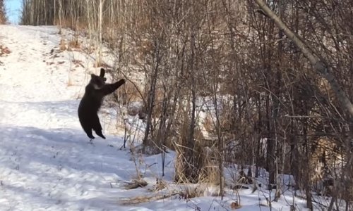 Medvjediću ne treba puno da bi se sjajno zabavio