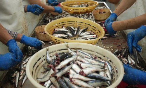 Sinjanima socijala bolja od posla na preradi ribe