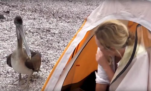 Pogledajte kako je pelikan provalio u šator BBC-jeve redateljice