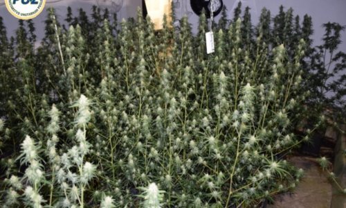 Kod Zeline otkriven laboratorij za uzgoj 'trave' vrijedan 70.000 eura