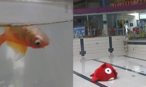 Francuski komičar životinjama ukrao trikove za svoje spačke