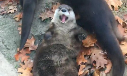 Ne postoji ništa slađe od vidra koje se igraju u lišću