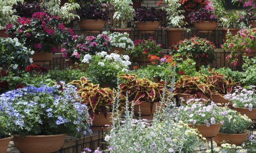 Neuništive biljke koji će ukrasiti svaki vrt i balkon
