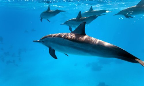 Devet životinjskih vrsta koje izumiru zbog naše proždrljivosti