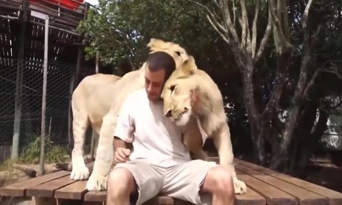 Pokušajte se ne rastopiti na ove životinjske zagrljaje!