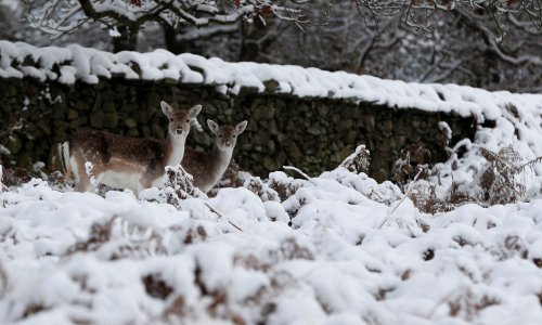 Rijetka zimska oluja u SAD-u, prijeti im 'meteorološka bomba'