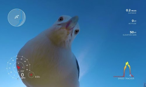 Kakav dripac: Galeb zgrabio kameru i pobjegao