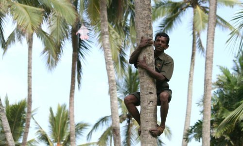 Na Šri Lanki si bogat ako imaš dvije kokosove palme i kravu