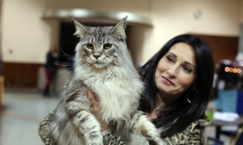 U Rijeci održana Međunarodna izložba mačaka