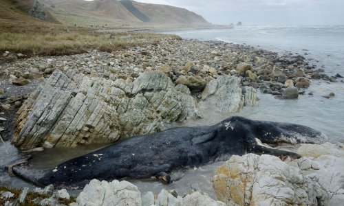 More na plažu kod Orebića donijelo lešinu kita