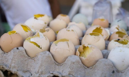 Nema dočeka Nove bez odojčića, pohanog zamorca i jaja na nogama