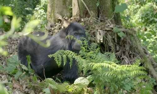 Tarzan se očito nije od gorila učio njihati na lijani