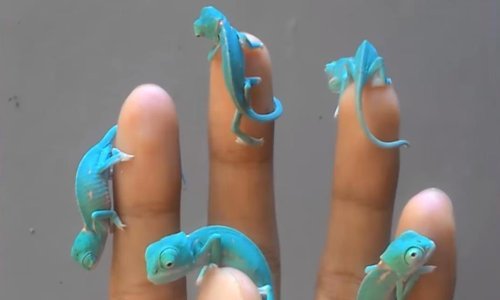 Ovo su najbolje životinjske snimke 2017.