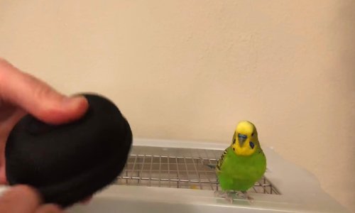 Papagaj fantastično imitira zatvarač