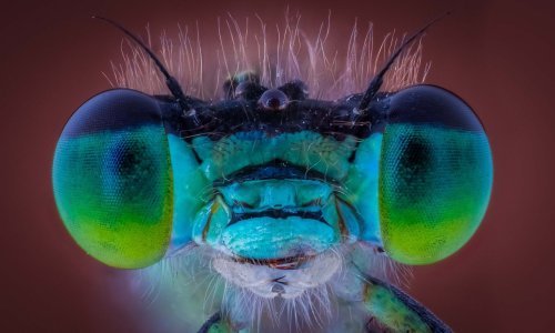 Pogledajte zadivljujuće boje i oblike kukaca izbliza