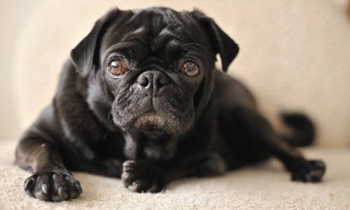 Što su pasmine i kako utječu na obuku?