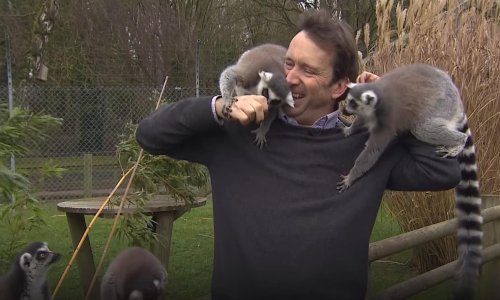 Lemuri navalili na novinara kao da im je donio božićnicu