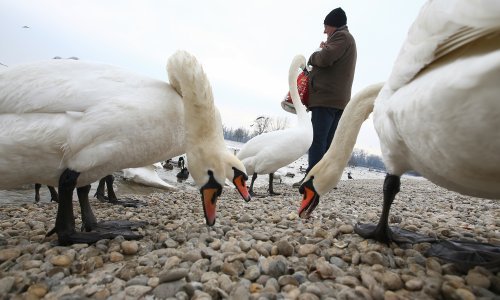 Labudovi pored Koprivnice zaraženi virusom ptičje gripe