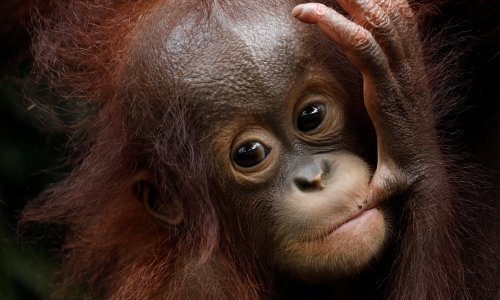 Pogledajte prekrasne prinove ZOO-a u Singapuru