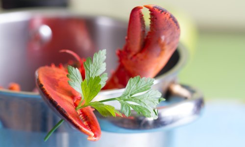 Švicarska vlada zabranila kuhanje živih jastoga u kipućoj vodi