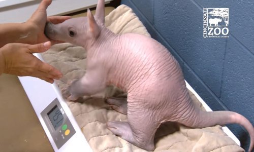 Nije lako izvagati afričkog mravojeda