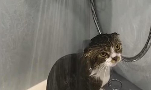 Ovo su najbolje snimke ljubimaca prošlog tjedna