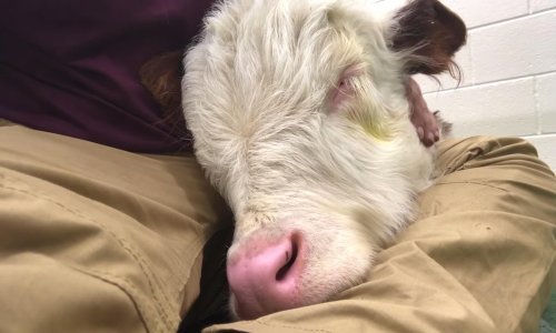 Tražite nešto što će vam uljepšati dan? Tele koje hrče prava je stvar za vas!