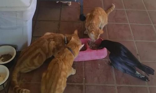 Mačke podijelile obrok s vranom