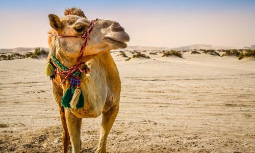 Zvuči suludo, ali se dogodilo: Deve izbačene iz natječaja ljepote zbog botoksiranja