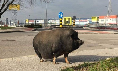 Svinja ponovo luta Zagrebom: Sad je stigla pred trgovački centar...
