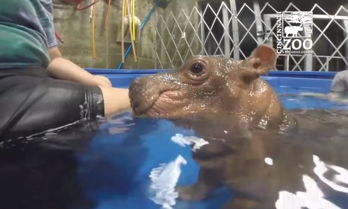 Prekrasna Fiona proslavila prvi rođendan