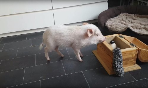 Pametna svinjica sprema svoje igračke