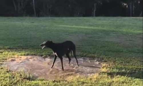 Hrt stigao u park i poludio od sreće