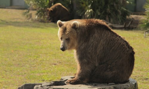 U sporu oko medvjeda i vukova slovenski lovci i seljaci na jednoj, nevladine udruge na drugoj strani