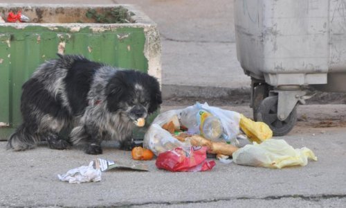 Doznajte kako ne bacati hranu u smeće