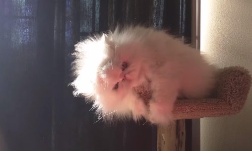 Nasmijte se uz kompilaciju krznenih mačaka!