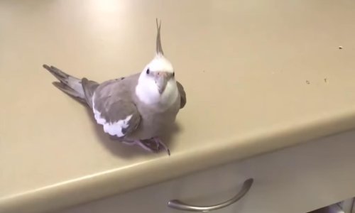 Zločesti papagaj obožava rušiti stvari