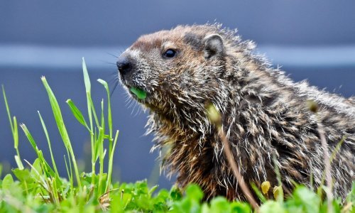 Stigao je Dan svizaca! Slavni glodavac Phil najavio još zime