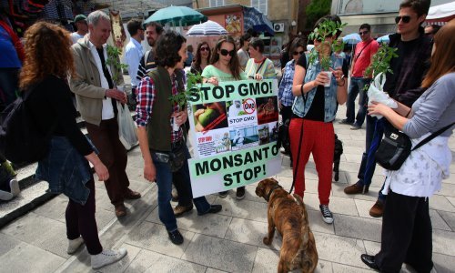 Pušta li Hrvatska GMO na svoj teritorij? SDP i HDZ kažu da ne