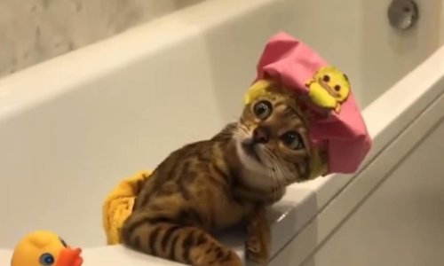 Uživajte u najurnebesnijim siječanjskim snimkama ljubimaca