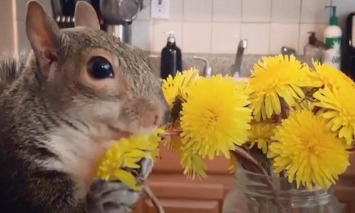 Neodoljiva vjeverica obožava avokado i maženje