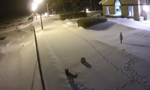 Pogledajte kako izgleda noćni susret sove i znatiželjne lisice