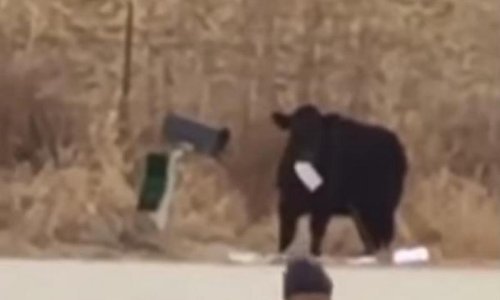 Ono kad vam krava pojede poštu