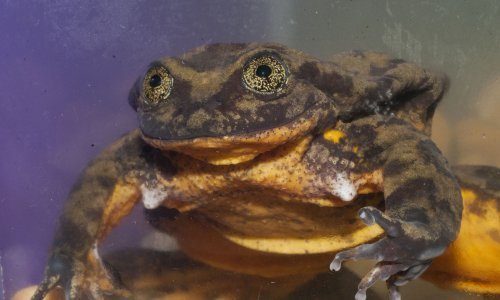 Romeo, najusamljeniji svjetski žabac, treba pomoć u potrazi za Julijom